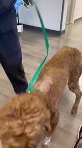 Florida Poodle Rescue on Reels | Facebook