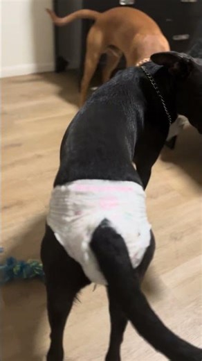 I don’t think so ‼️ no inbreeding here 🤝 #cwhite #mmathletes #bullherders #hybriddogs #crossbreeds