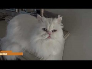 Killer Cats 10 Best Hunting and Mouser Breeds : Are They Really Hunters?