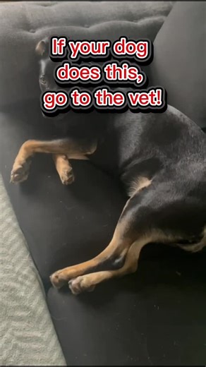 ⚠️ Warning: this video shows contractions caused by pyometra ⚠️ This weekend a customer contacted me because their dog was quiet and flat in energy. No obvious symptoms. Nothing dramatic. By Monday morning, she was having contractions, as shown in this video. She was rushed to the vets, diagnosed with pyometra, and taken straight into emergency surgery. Thankfully, she is now recovering well. Pyometra is a life-threatening uterine infection in unspayed female dogs. It is more common in older bit