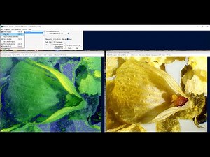 Compilation de 114 photos avec le logiciel Picolay