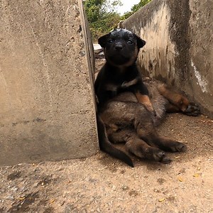Rescue two small dogs lying hugging each other shivering | Animal - Rescue Center