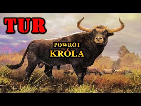TUR 🐂 The Extinct King of the Forest and His Return