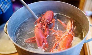 Why do chefs cook crabs alive? [2025] | QAQooking.wiki