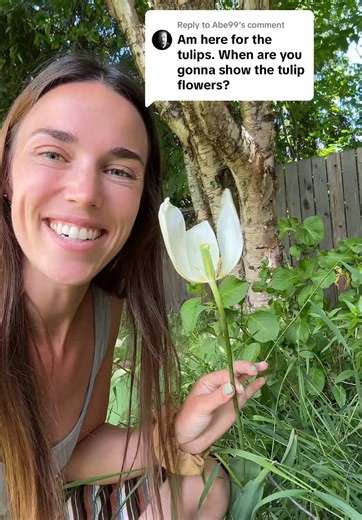 Tulip Blooms in Spring: Beauty and Resilience