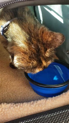 Traveling Kitty Tries Out the Carrier and Bowl for the First Time - So Far So Good! 😻