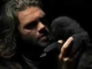 Teaching A Baby Wolf How To Howl | Gongobonk