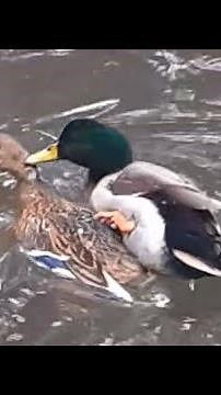 accouplement des canards