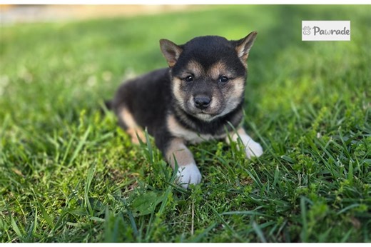 Poppy - Shiba Inu Puppy 2FAF66