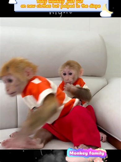 Baby monkey just put on new clothes but pooped in the diape #monkey #animals #babymonkey #animal #pets