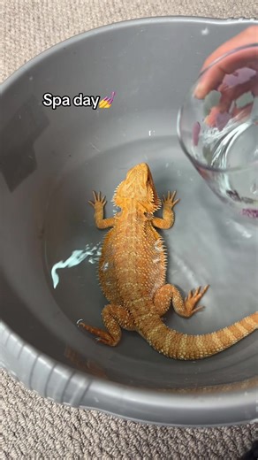 Bath Time Fun for Bearded Dragons