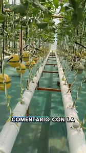 231K views · 3.2K reactions |  ¿Quieres cultivar tus propios...