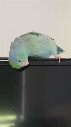 Our Tiny Busy Parrotlet 🦜❤️ #Parrotlet #Birds #Tiniestparrot #Cuteparrot