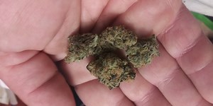 Frozen Grapes | Marijuana Strain Reviews