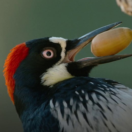 9.2M views · 213K reactions | Stashing acorns is easy for these woodpeckers, but keeping them safe from thieving squirrels is another story. #AmericaTheBeautifulSeries | National Geographic TV | Facebook