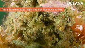 Acorn barnacles may not look like much at first, but they're actually pretty cool critters! Learn more with our Marine Life Encyclopedia: https://oceana.ly/3LGF9CS | Oceana
