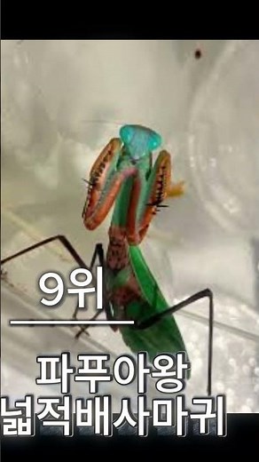 사마귀 싸움순위TOP10 #사마귀 #곤충 #곤충티비 #insect #곤충 #사마귀 #사마귀순위 #프라트리다 #바살리스 ##곤충키즈JHTV #Shorts #곤충박사 #곤충싸움