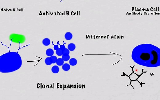 【免疫学】B细胞的激活与分化（英文无字幕）
