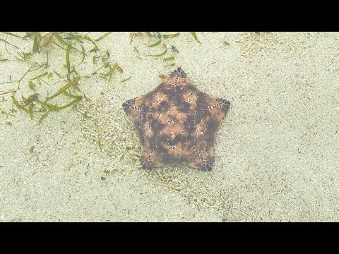 Morning Ocean Treasures | Shells & Marine Creatures Found at Low Tide”