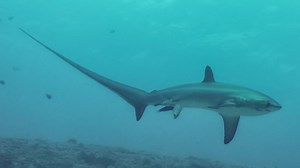 Rare shark birth captured on camera