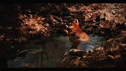 The Mighty Tiger: Nature's Apex Predator