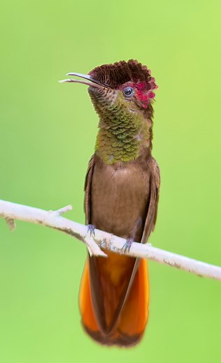 The Ruby-topaz Hummingbird, with its stunning iridescent plumage and remarkable aerial agility, is a captivating jewel of the birding world. Its vibrant ruby-red throat and crown, contrasted by glittering golden plumage, make it a breathtaking sight to behold as it flits from flower to flower with unparalleled grace. This tiny marvel of nature exemplifies the exquisite beauty and elegance that can be found in the smallest of creatures, reminding us to appreciate the wonders that surround us ever