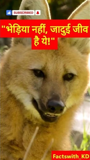 दक्षिण अमेरिका का रहस्यमयी भेड़िया!Dekho! Ye Wolf nahi, Nature ka Magic hai! #shorts
