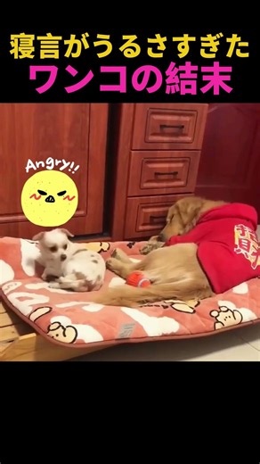 寝てただけなのに#ワンコ#犬のいる暮らし#寝言#遠吠え#癒し動画