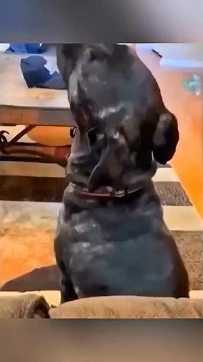 The end pet cat dog cute animals foryou typ @topfans | Funny Dogs