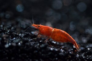 Cherry Shrimp: Care, Tank Mates, Molting, Breeding & Eggs - Fish Laboratory