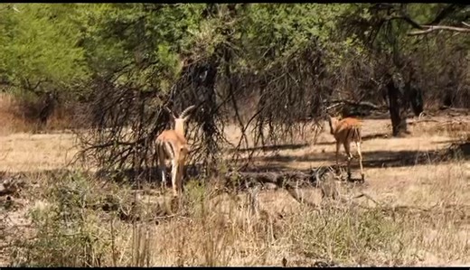 4.7K views · 33 reactions | Snake Relocation Gaborone : We are an...