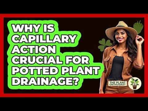 Why Is Capillary Action Crucial For Potted Plant Drainage? - The Plant Enthusiast