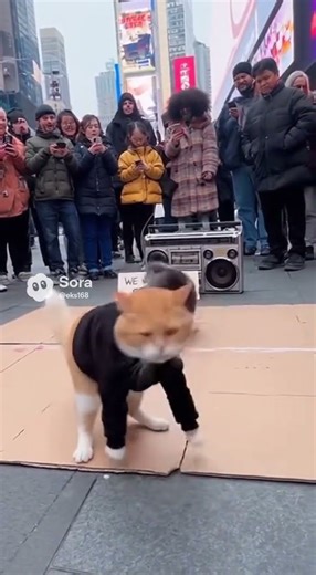 Cats breakdancing in NYC #cuteanimals #funny #cat #cute #breakdance