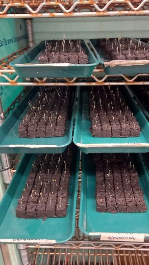 This is how I water soil blocks. ⬇️⬇️⬇️ Comment BLOCKER and I’ll DM link to soil blocking equipment & course. I water early each morning so my blocks face the day well hydrated. As the day progresses into nighttime, they are getting dryer and getting more and more oxygen, they complete the dry out overnight. Come morning, they are thirsty and happy when I greet them to water. I always give a smidge more water to drink than I think they’re going to need (this comes with experience). After waterin