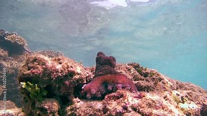 Cyane's octopus (Octopus cyanea) sits on top of the stone next to his new (bottom view), Indian Ocean, Hikkaduwa, Sri Lanka, South Asia