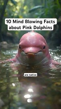 10 Mind Blowing Facts about Pink Dolphins: