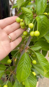 Chiar daca ai o gradina mica, asta nu inseamna ca nu te poti bucura de fructe si legume proaspete😍 #garden | Yummy.Expert