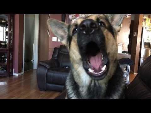 German Shepherd Speaking