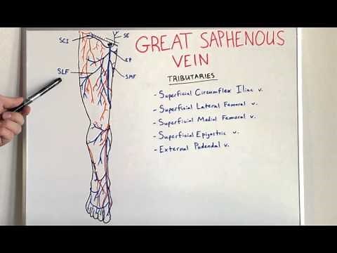 Great Saphenous Vein - Anatomy Video for Medical Students - USMLE Step 1