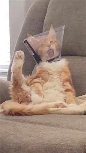 Hilarious Cone Cat Compilation