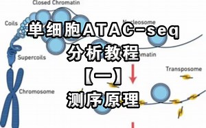 单细胞ATAC-seq分析方法【一】测序原理