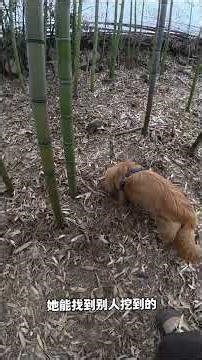 Quick & Easy Bamboo Shoot Harvesting - Chinese Style