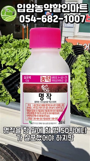 배추정식 직전 방제 #배추 #배추농사 #배추모종 #텃밭농사 #농약 #영양군
