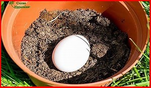 1.9M views · 10K reactions | ✅ SUSCRÍBETE AL CANAL ➨...