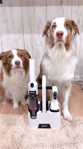 リリガル Lillie and Garcello on Instagram: "わんちゃんと暮らしていると色々な汚れで困る事ありますよね💦 そんなわんちゃんとの暮らしの救世主！ sharkStainForceコードレスシミ取りクリーナー✨ @sharkhomejp 従来のシミ取りクリーナーは、本体が重かったり、 アタッチメントを変えなきゃいけなかったり コンセントが届かなかったり大変だったけど、 今回sharkさんから出たコードレスシミ取りクリーナーは、 コードレスで持ち運びもできて、 どんな場所でも片手でサッと使えちゃいます👍 ・わんちゃんの足跡やおしっこや吐いちゃった後、ジュースやコーヒー、ワイン、急な液体汚れでもさっと対応 ・専用洗剤と強い吸引力で頑固なシミもしっかりキレイに！ ・様々な角度に使えて、ソファーやカーテン、車のシート、掃除しにくい場所にもすぐ持っていける ・汚水タンクは、お手入れもカンタンな設計に✨ 是非気になったかたはsharkさんチェックしてみてね✨ #PR #StainForce #ステインフォース #sharkのある生活 #シャーク #シャークパワー #