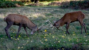 Red Deer Stag Fighting At Richmond Park