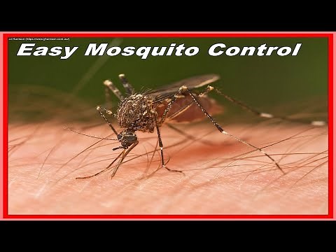 Mosquito Control That Actually Works (Cheap and Simple DIY)