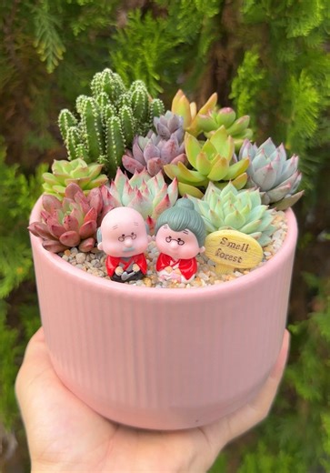 Beautiful DIY ideas for succulent garden 🌵 #succulents #suculentas #plants #gardening #diy