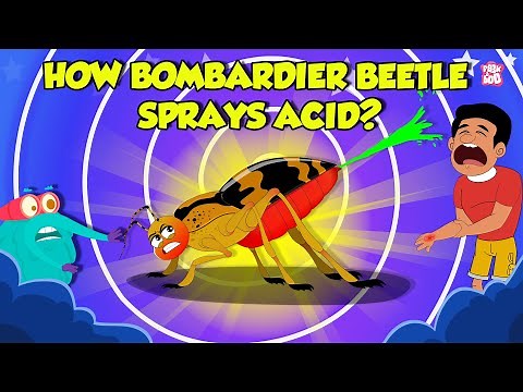 How Bombardier Beetle Sprays Acid? | Beetle Defense Mechanism | Deadliest Insects | Dr. Binocs Show