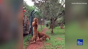 Watch how high this tiger can jump to catch a meaty treat. http://nbcnews.to/1Q9gl2l | NBC News